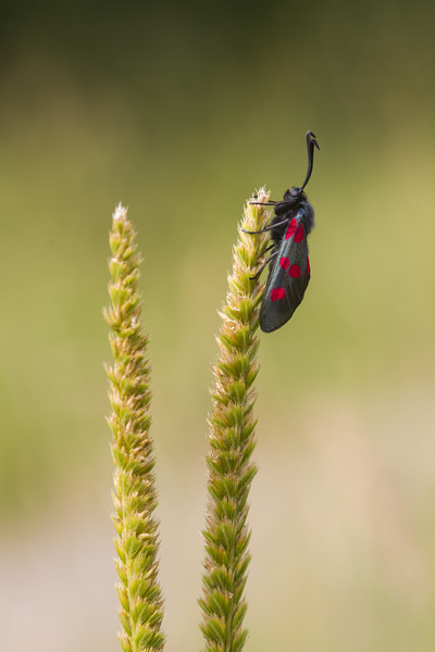 Five spot Burnet  Picture Board by chris smith