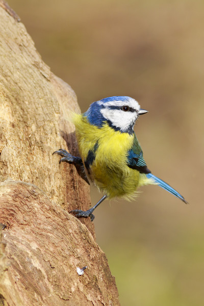 Blue Tit (Parus caeruleus)  Picture Board by chris smith