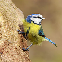 Buy canvas prints of Blue Tit (Parus caeruleus)  by chris smith