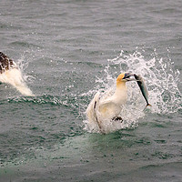 Buy canvas prints of Gannet  by chris smith