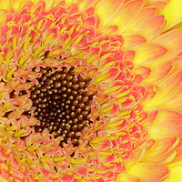 Buy canvas prints of gerbera  by chris smith