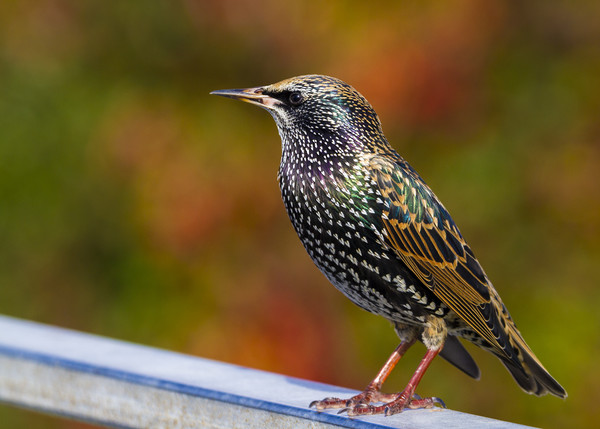 Starling  (Sturnus vulgaris)  Picture Board by chris smith