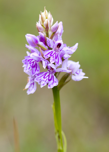Common Spotted Orchid ( Dactylorhiza fuchsii )  Picture Board by chris smith