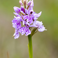 Buy canvas prints of Common Spotted Orchid ( Dactylorhiza fuchsii )  by chris smith