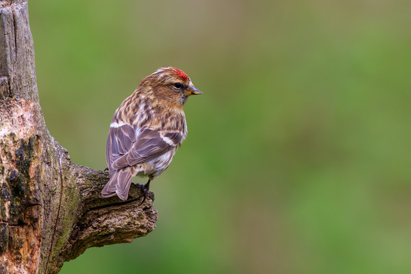 lesser redpoll  (Acanthis cabaret)  Picture Board by chris smith