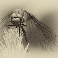 Buy canvas prints of Dragonfly  by chris smith