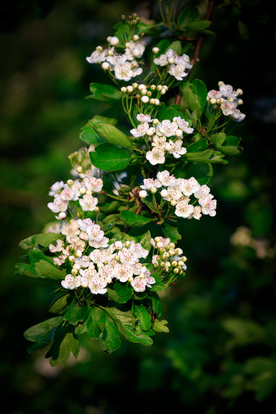 Hawthorn, common (Crataegus monogyna)  Picture Board by chris smith