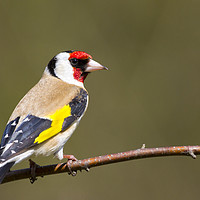 Buy canvas prints of Goldfinch (Carduelis-carduelis)  by chris smith