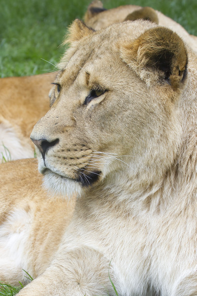 Lion  Picture Board by chris smith