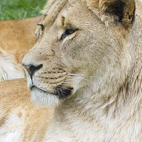 Buy canvas prints of Lion  by chris smith