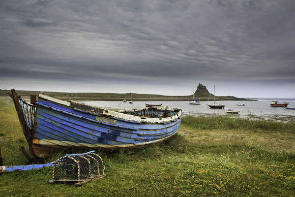 Lindisfarne Castle, holy island   Picture Board by chris smith