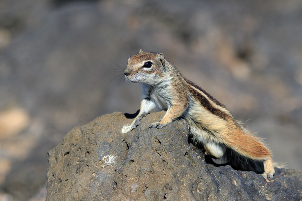 Barbary ground squirrel (atlantoxerus getulus)   Picture Board by chris smith