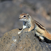 Buy canvas prints of Barbary ground squirrel (atlantoxerus getulus)   by chris smith