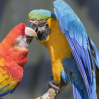 Buy canvas prints of Blue-and-yellow macaw  by chris smith