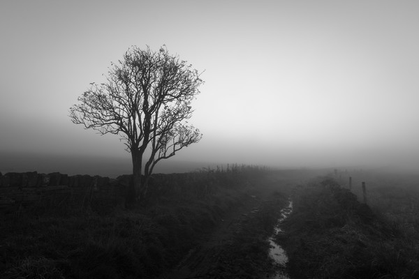 Countryside Fog                             Picture Board by chris smith
