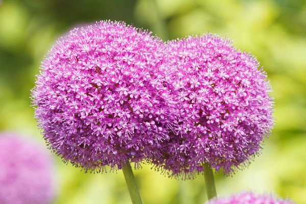 Allium flowers  Picture Board by chris smith