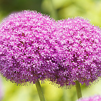Buy canvas prints of Allium flowers  by chris smith