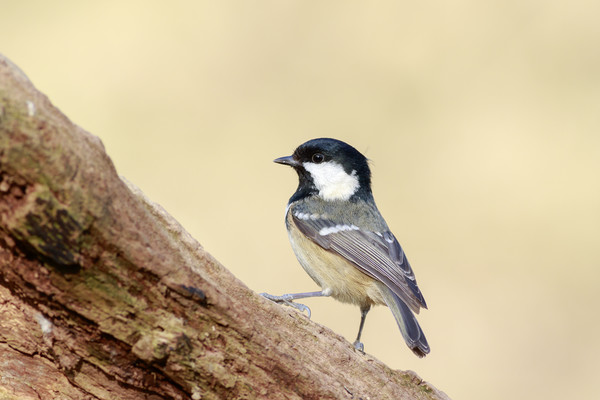 Coal Tit (Periparus ater)  Picture Board by chris smith