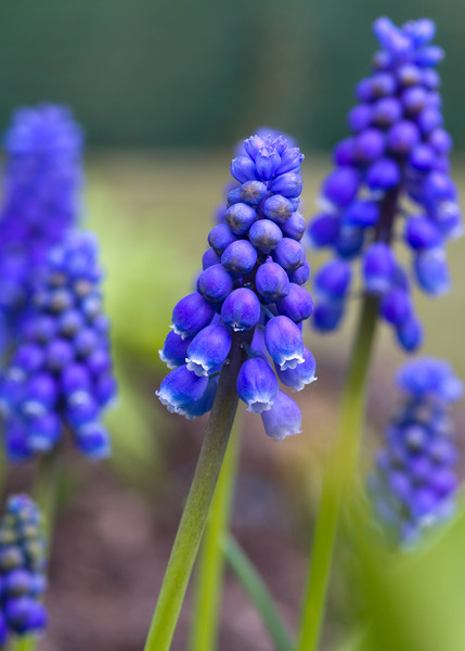 Grape Hyacinth  Picture Board by chris smith