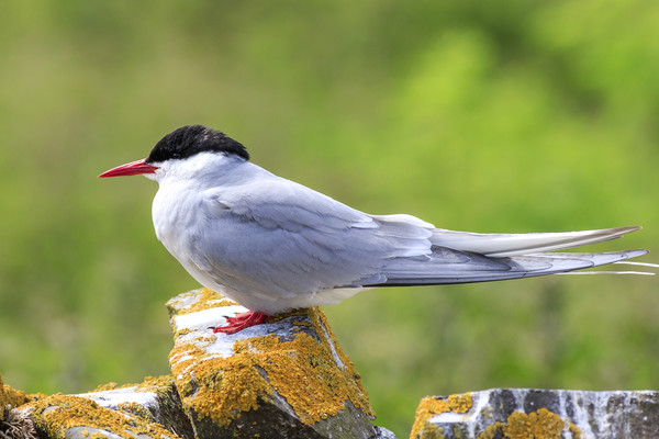 Arctic tern  Picture Board by chris smith