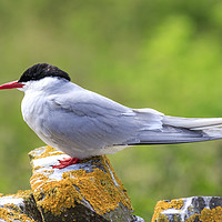 Buy canvas prints of Arctic tern  by chris smith