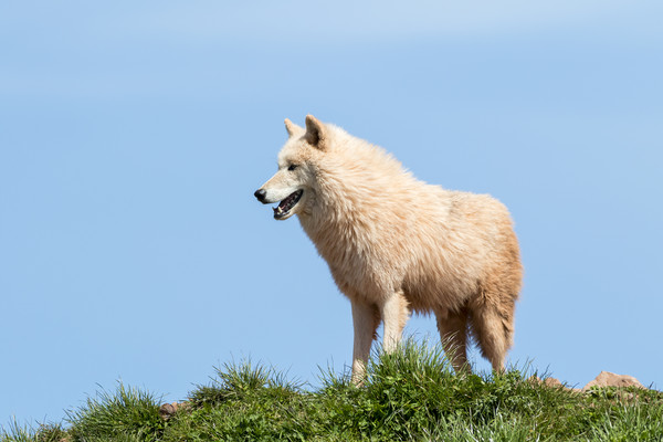 Arctic wolf  (Canis lupus arctos)  Picture Board by chris smith