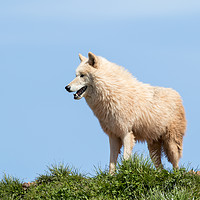 Buy canvas prints of Arctic wolf  (Canis lupus arctos)  by chris smith
