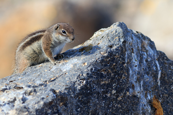 Barbary ground squirrel (atlantoxerus getulus)  Picture Board by chris smith