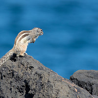 Buy canvas prints of Barbary ground squirrel (atlantoxerus getulus)  by chris smith