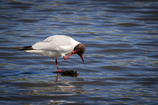 Black headed gull  Picture Board by chris smith