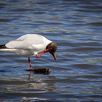 Buy canvas prints of Black headed gull  by chris smith