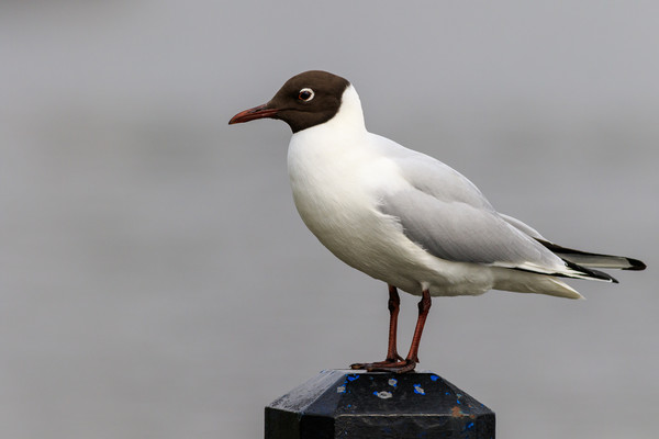Black headed gull  Picture Board by chris smith