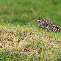 Buy canvas prints of Burrowing owl (Athene cunicularia)  by chris smith