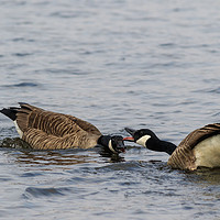 Buy canvas prints of Canada Goose   by chris smith
