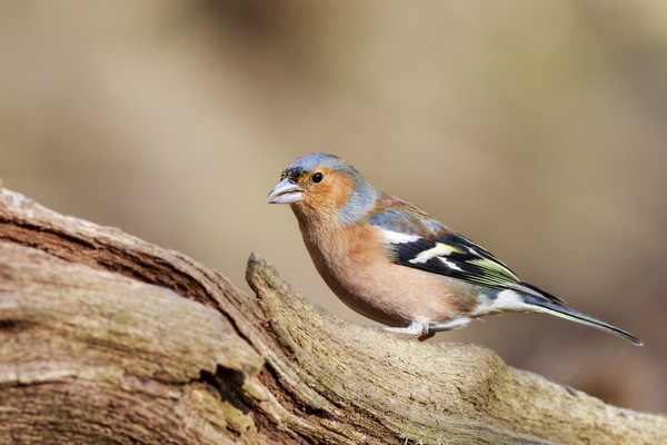 Chaffinch (Fringilla coeleb)  Picture Board by chris smith