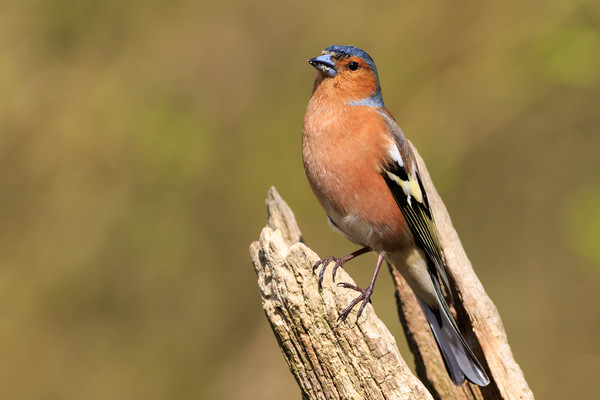 Chaffinch (Fringilla coelebs)   Picture Board by chris smith