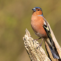 Buy canvas prints of Chaffinch (Fringilla coelebs)   by chris smith