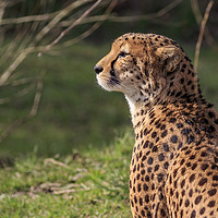 Buy canvas prints of Cheetah  by chris smith