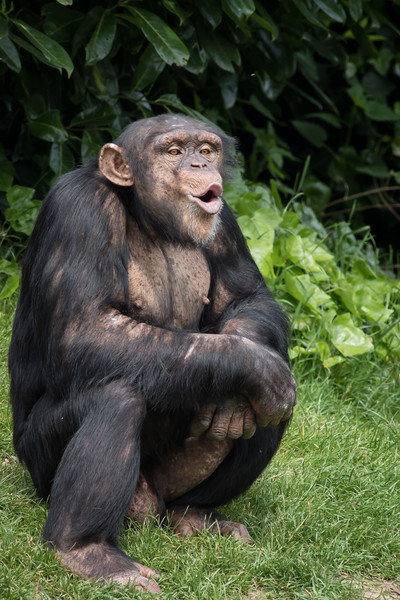 Chimpanzee                     Picture Board by chris smith