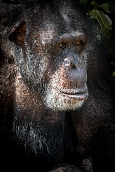 Chimpanzee  Picture Board by chris smith