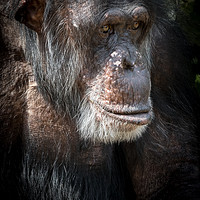 Buy canvas prints of Chimpanzee  by chris smith