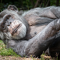 Buy canvas prints of Chimpanzee    by chris smith