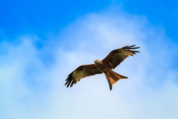 Red kite                                           Picture Board by chris smith