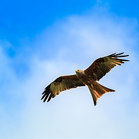 Buy canvas prints of Red kite                                           by chris smith
