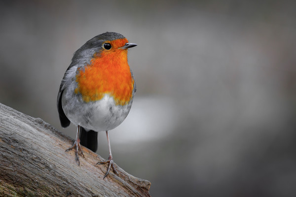 Robin (Erithacus rubecula)   Picture Board by chris smith