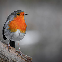 Buy canvas prints of Robin (Erithacus rubecula)   by chris smith