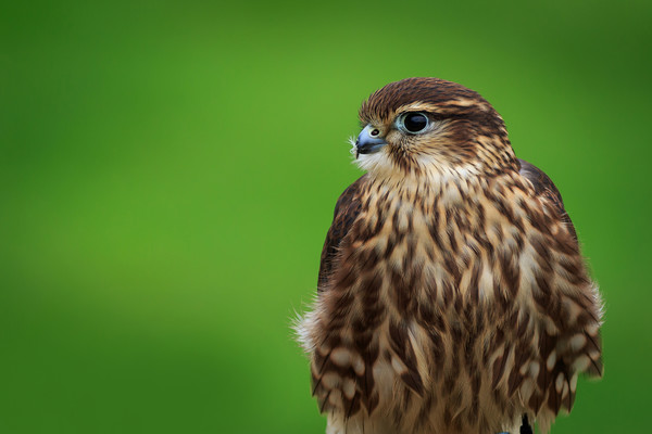 Merlin (Falco columbarius)       Picture Board by chris smith