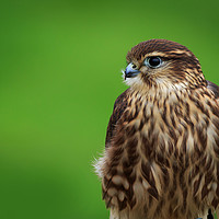 Buy canvas prints of Merlin (Falco columbarius)       by chris smith