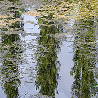 Buy canvas prints of Reflection of trees                                by chris smith