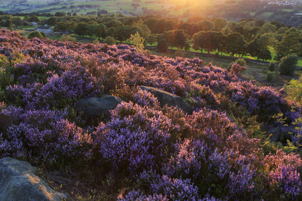 Heather in flower at sunset  Picture Board by chris smith
